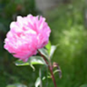 Meet your Posher, Naomi